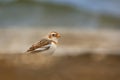 Snow Bunting Plectrophenax nivalis sitting on the ground in the tundra, Norway, Finland, Sweden. Royalty Free Stock Photo