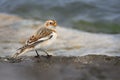Snow Bunting Plectrophenax nivalis sitting on the seaside. Royalty Free Stock Photo