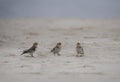 Snow buntings on the beach in winter