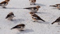 Snow Buntings