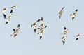 Snow buntings (Plectrophenax nivalis) flying Royalty Free Stock Photo