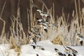 Snow buntings (Plectrophenax nivalis) flying over the field Royalty Free Stock Photo