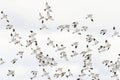 Snow buntings (Plectrophenax nivalis) flying in the sky. Royalty Free Stock Photo