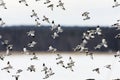 Snow buntings (Plectrophenax nivalis) flying. Royalty Free Stock Photo