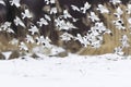 Snow buntings (Plectrophenax nivalis) flying. Royalty Free Stock Photo