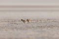 Snow buntings in a sandstorm.