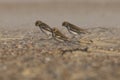 Snow buntings in a sandstorm.