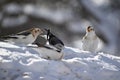 Snow buntings in winter