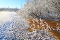 Snow bush Royalty Free Stock Photo