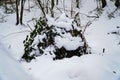 Snow bush in the forest, winter forest