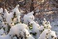 Snow bush. Green bush covered with fresh snow Royalty Free Stock Photo