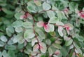 Snow bush plant `Roseo-Picta` Royalty Free Stock Photo