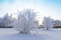 snow bush in winter park Royalty Free Stock Photo