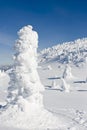 Snow Caked Trees