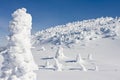 Snow Caked Trees