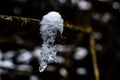 Snow cap and icicle on tiny twig Royalty Free Stock Photo