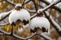 Snow-capped acorns on an oak branch