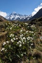 Snow capped Mount Cook with native buttercups in the foreground, New Zealand Royalty Free Stock Photo