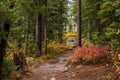 snow capped mountain and autumn foliage in Grand Teton Royalty Free Stock Photo