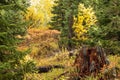 snow capped mountain and autumn foliage in Grand Teton Royalty Free Stock Photo