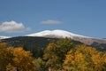 Snow Capped Mountain with Gold Aspens Royalty Free Stock Photo