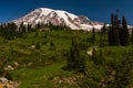 A snow capped mountain, Mount Rainier, at spring time with a lush green meadow sprinkled with wild lowers in the
