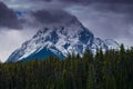 Snow capped mountains with coniferous forest in front.