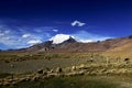 Snow capped mountains, grassland and sheeps Royalty Free Stock Photo