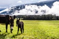 Donkeys in the Dolomites, Italy