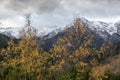 Snow-capped mountains in winter and sycamore trees with yellow leaves in aovercast day Greece, Peloponnese Royalty Free Stock Photo