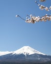 Snow-capped Mt. Fuji with cherry blossom at the top of frame. Blue sky background. Japan. Vertical format