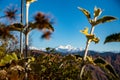 Snow-capped peaks of Bandarpoonch and Kalanaag Glacier in the majestic Himalayas, Uttarakhand, India