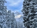 Snow-capped, sunlit Zimba in winter, framed by pine trees. Montafon, Vorarlberg, Austria. Royalty Free Stock Photo
