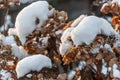 Snow caps on dry Hydrangea flower heads Royalty Free Stock Photo