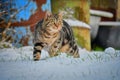 snow cat hunting mause Royalty Free Stock Photo