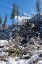 Snow caught in branches