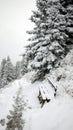 Snow, Chair and Pine Trees