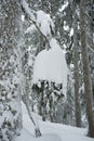 Snow chandelier at the top of Dog Mountain hike on Mount Seymour Royalty Free Stock Photo