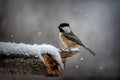 In snow Chickadee in winter snow Royalty Free Stock Photo