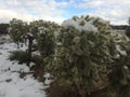 Snow on Cholla Cacti in Sonoran Desert after Winter Storm in Arizona