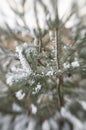 Snow on christmas tree Royalty Free Stock Photo