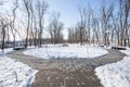 Snow-cleared alleys in a winter park with trees