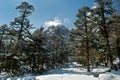 Snow clothed conifers Royalty Free Stock Photo