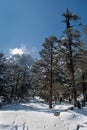 Snow clothed conifers Royalty Free Stock Photo