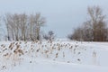 Snow coast Ob River in the winter, Siberia, Russia