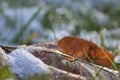 Snow coating brown leaf in early winter Royalty Free Stock Photo