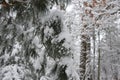 Snow Coating and Covering a Pine Bough in the Woods Royalty Free Stock Photo