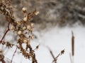 snow and cold temps causing plants to dry