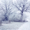 Snow. Royalty Free Stock Photo