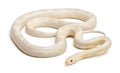 Snow Corn Snake or Red Rat Snake, Pantherophis Royalty Free Stock Photo